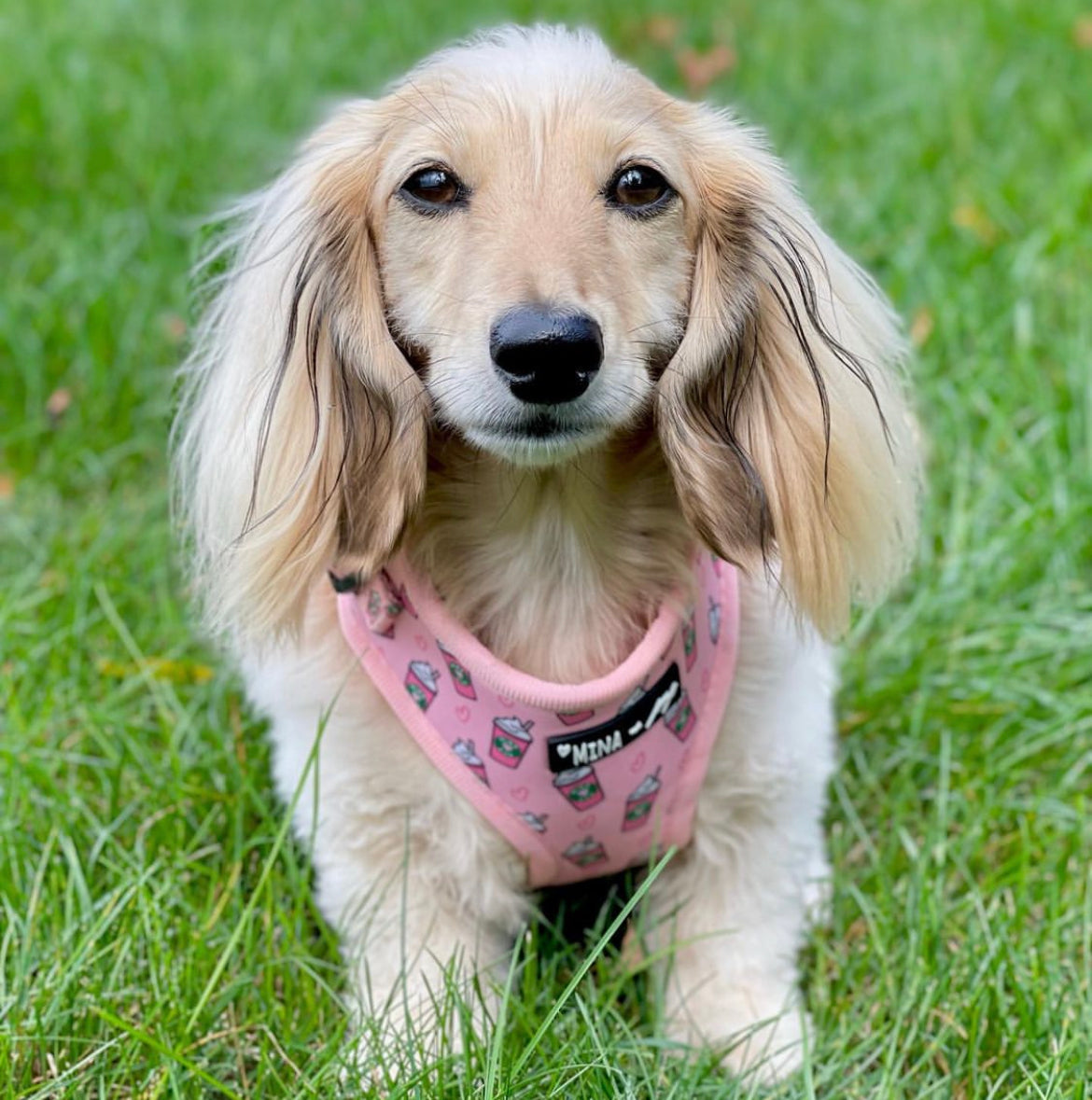 Pupshake Pink Adjustable Harness